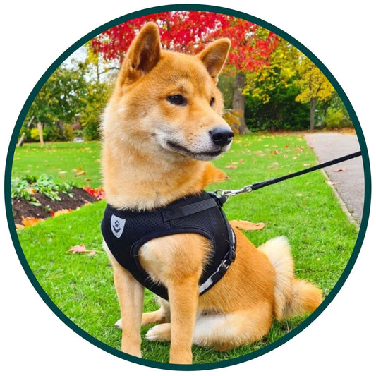 Bouboo Dog Harness And Leash