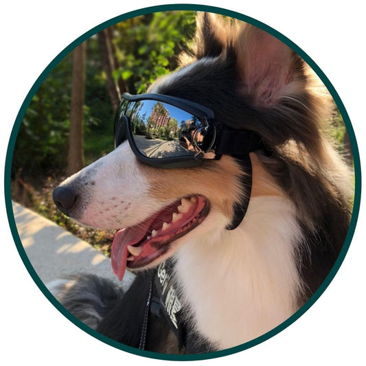 Dog Goggles