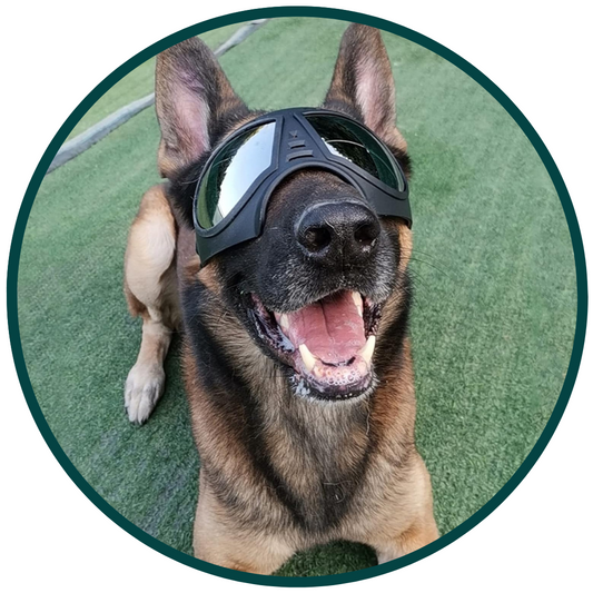 DogSki Goggles
