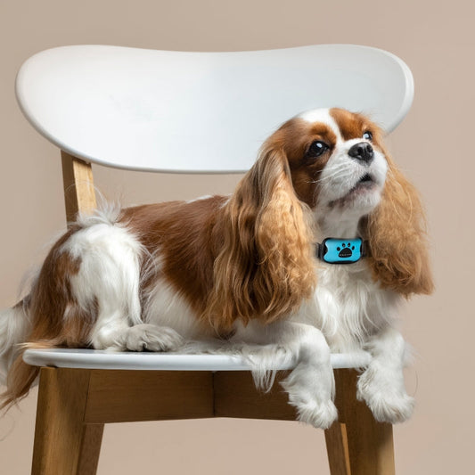 Humane No Shock Bark Collar